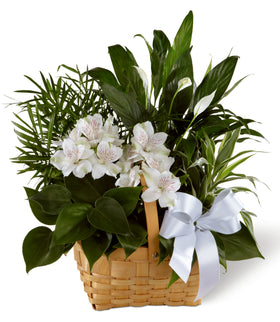 Peace & Serenity Dishgarden